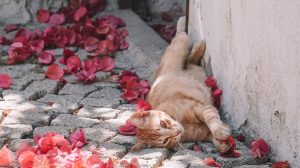 Deze stichting wil loslopende katten verbieden: 'Uitlaten aan riem of in tuin'