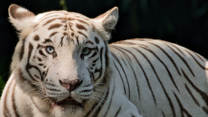 Thumbnail voor Zeldzame witte tijger van dierentuin ZooParc overleden