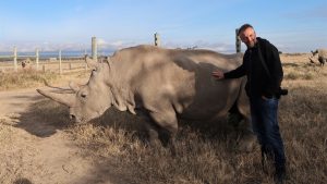 Thumbnail voor In 'Reizen Waes' ziet Tom hoe de stad Nairobi langzaam het National Park binnendringt: 'Het is zorgwekkend'