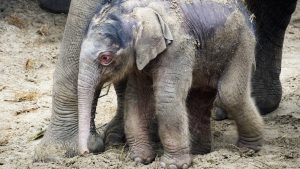 olifantje geboren