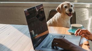Thumbnail voor Op dit kantoor nemen meer dan 20 collega's hun hond mee: 'Na een stressvolle meeting even knuffelen'
