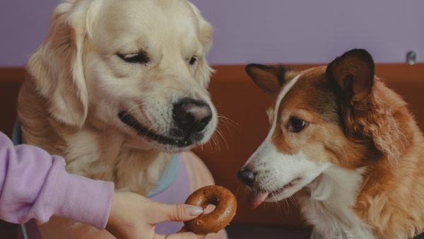 Een caffè latte en een puppuccino asjeblieft: in dit café kun je samen met je hond terecht