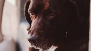 Thumbnail voor Portugese Bobi verbreekt het record van oudste hond ter wereld (en zó oud is-ie)