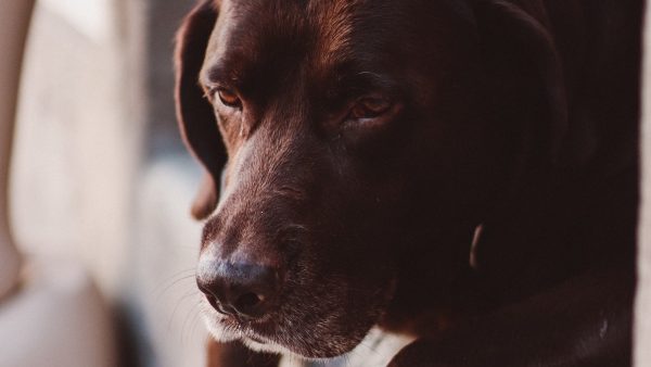 Deze hond verbreekt het record van oudste hond ter wereld