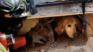 Thumbnail voor Nederlander haalt hondje levend onder puin in Turkije vandaan en geeft hem een nieuw thuis