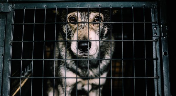 Broodfokker honden omstreden fokker