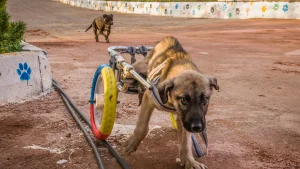 Thumbnail voor Kijker geroerd door dierenvriend Hasan in 'Floortje gaat mee': 'Tranen in m'n ogen'