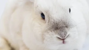 Thumbnail voor Gewond konijn vol bijtwonden voor oud vuil achtergelaten in groene kliko