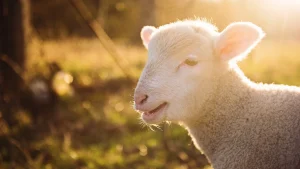 Thumbnail voor Boer geschokt door doodgeschoten lammetje: 'Eén kogel, precies in het hart'