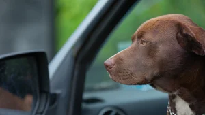 Thumbnail voor Hondje wil overleden baasje niet achterlaten na dodelijk auto-ongeluk