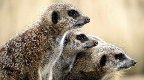 Drie ontsnapte stokstaartjes zijn niet te vangen: 'Ze zijn zó snel'