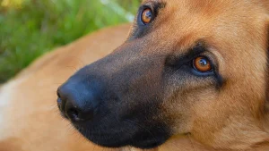 Thumbnail voor 'Lelijke' asielhond Lena vindt adoptiegezin na hartverscheurende viral post