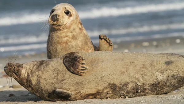 Zeldzame zeehond: klapmutsjong geboren op Vlieland