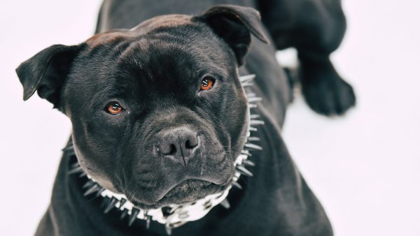 Hond en baasje sterk toegetakeld door losgebroken pitbulls: 'Heel eng om te zien'