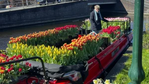 Thumbnail voor Honderden tulpen van boot gestolen door toeristen: 'Heel bedroefd'
