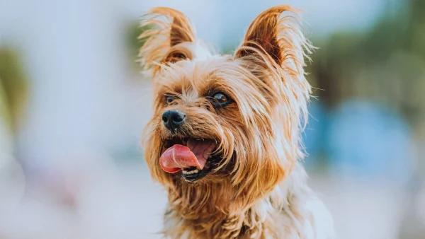 hondje Boris