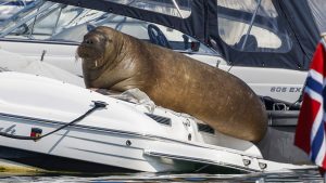 Thumbnail voor Oslo onthult standbeeld van gedode walrus Freya