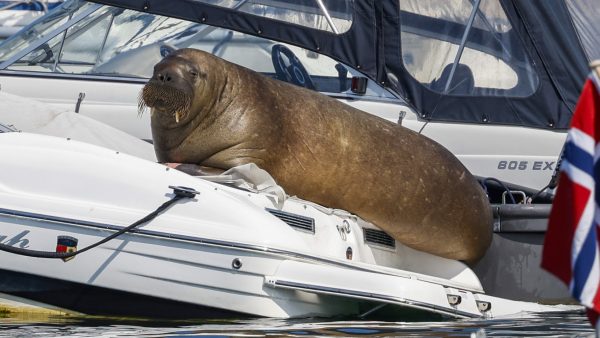 Oslo onthult standbeeld van gedoodde walrus Freya