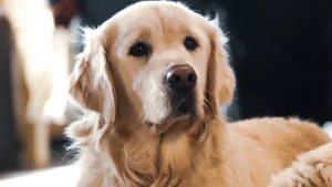 Thumbnail voor Hondstrouw: achtergelaten golden retriever loopt tientallen kilometers terug naar oude baasjes