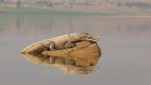 Thumbnail voor Schokkende vondst na mysterieuze verdwijning: resten van man teruggevonden in gedode krokodil