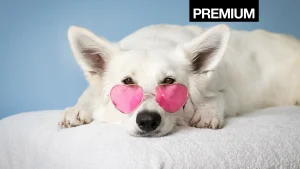 Thumbnail voor De hond in therapie en het varken in de worst: de paradox van onze dierenliefde