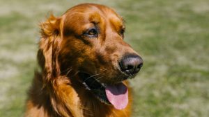 Thumbnail voor Japanse hond Koume is officieel een held: ze redde het leven van man met hartaanval