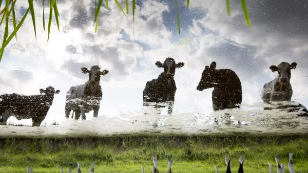 Nog nooit zo nat geweest: stel valt in sloot tijdens rendez-vous