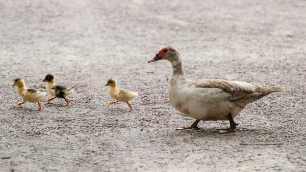 Man helpt eendjes oversteken en overlijdt voor ogen van zijn kinderen