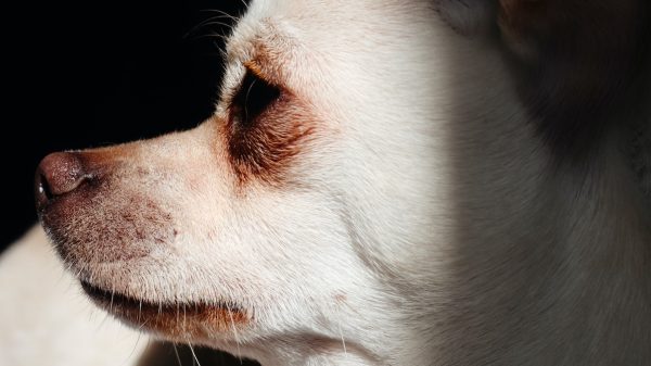 Chihuahua Maya krijgt harde trap van pakketbezorger en overlijdt