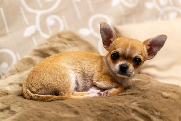 chihuahua overlijdt na trap pakketbezorger