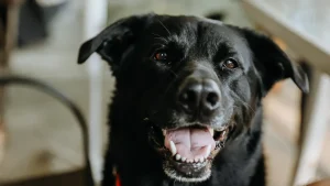 Thumbnail voor Zoey heeft de langste hondentong ter wereld, deze vrolijke video is het bewijs