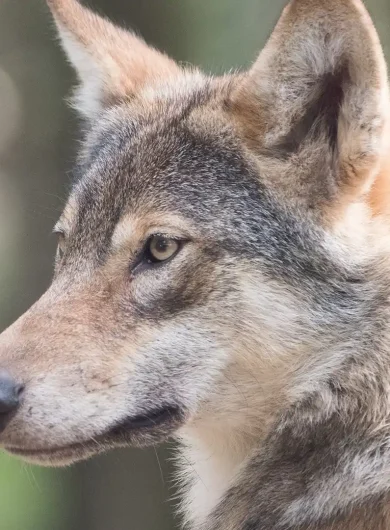 Wolven