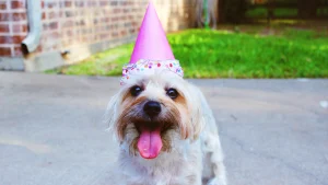 Thumbnail voor Hoera, hondend jaar: man krijgt 200 trouwe viervoeters op verjaardagsbezoek