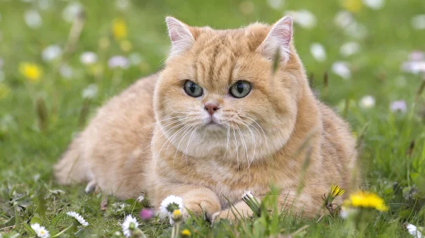 Ontvoerders kroegkat Lex brengen hem zélf terug: 'Ze vonden hem zielig'