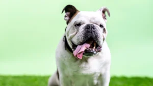 Thumbnail voor Oververhitte hond zakt in elkaar na bevrijding uit bestelbus