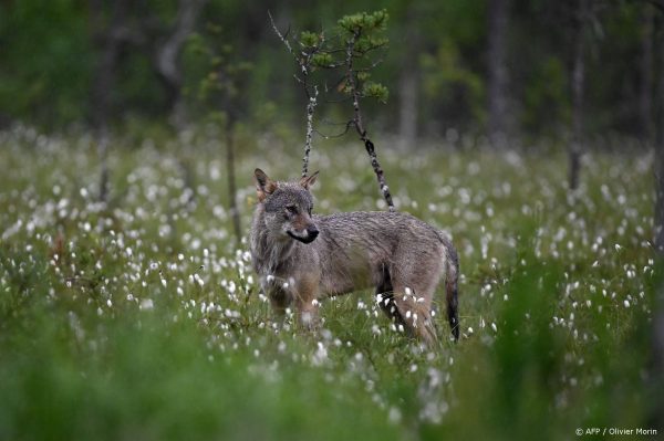 Gewonde na melding aanval wolf, politie schiet dier dood