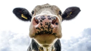 Thumbnail voor Laetitia redt koe van slacht: 'Koeien zijn meer dan alleen maar melkproductie'