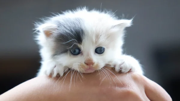 Vrouw gooit kitten tijdens het fietsen op straat, fietst hard weg