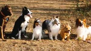 Een groep honden loopt buiten in het bos