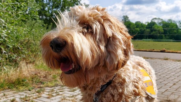 Bezoekhond Flynn tovert een glimlach op de gezichten van zieke kinderen