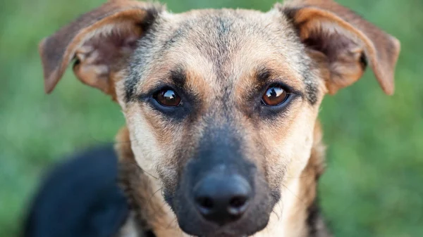 Vrouw doodsteken hond brandstichting