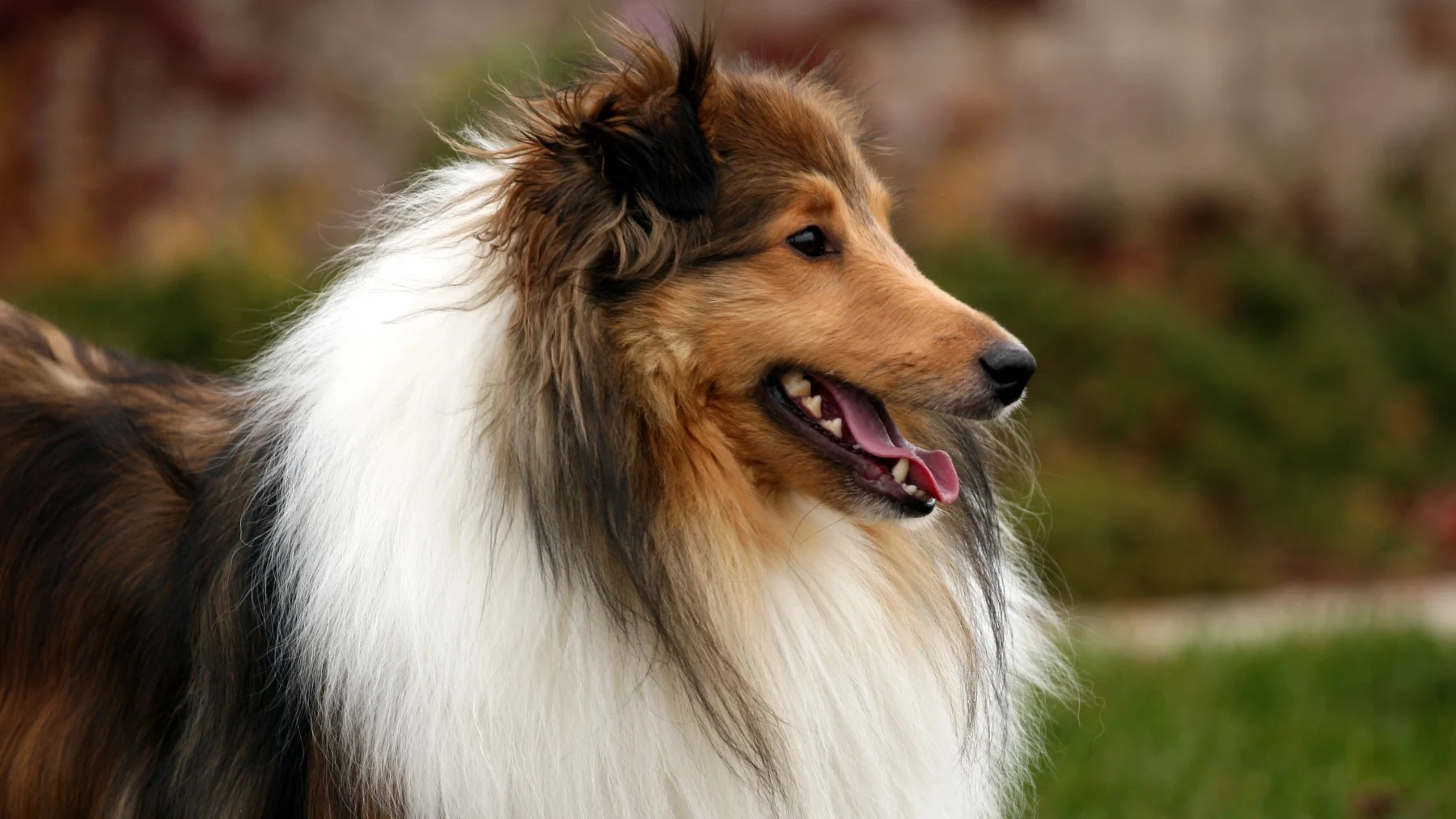 YouTuber Toco hond