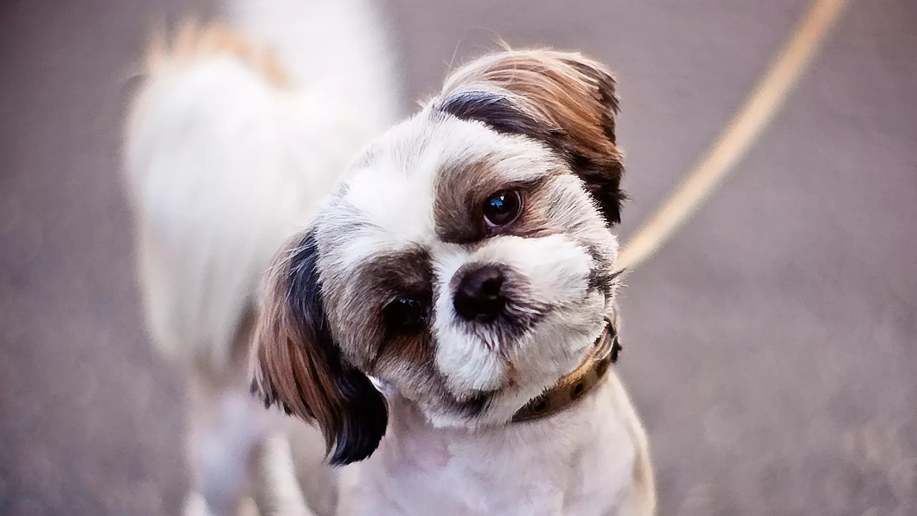 Liza (33) lette éven niet op: Daar vloog de hond van mijn ouders