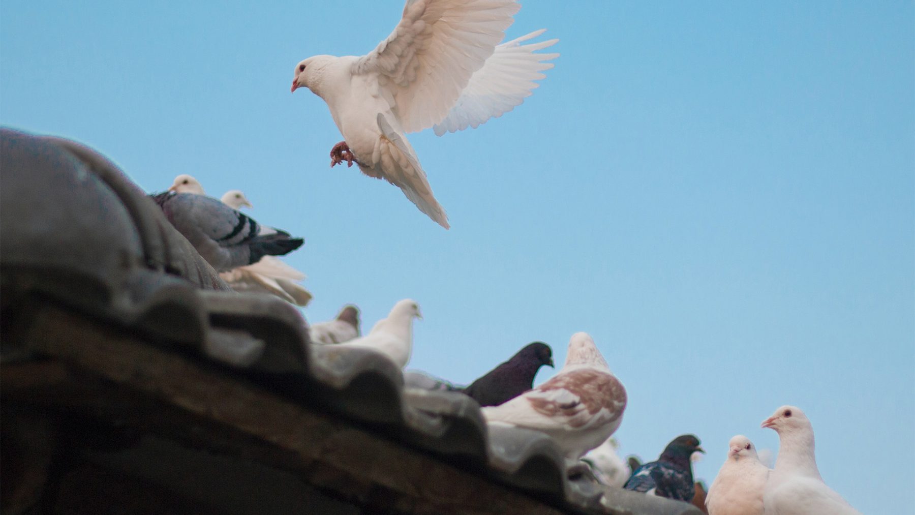 Dierenbescherming redt bijna 400 verwaarloosde duiven uit huis