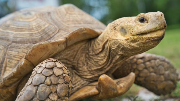 Schildpad met constipatie? Deze dierenarts lost dat zo op