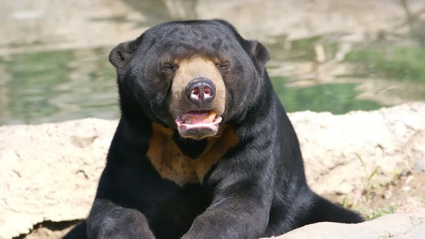 Bezoekers Chinese dierentuin twijfelen: is de beer niet stiekem een mens?