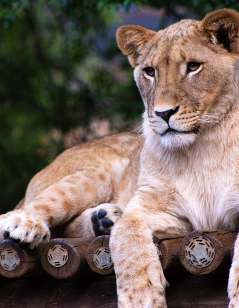 Man ziet knuffel aan voor leeuw in Berlijn