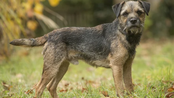 hond lucky zoekt baasjes