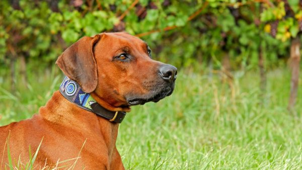 Overstromingen Ridgeback hond Cooper