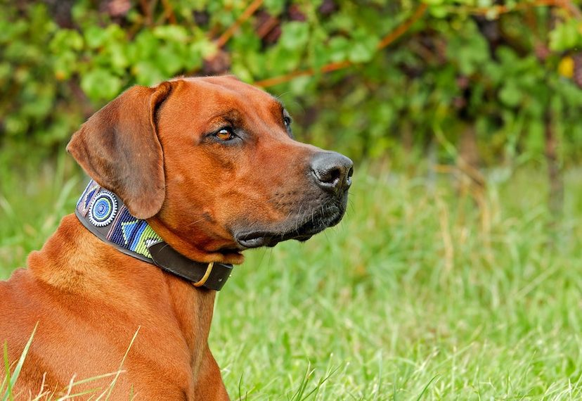 Overstromingen Ridgeback hond Cooper